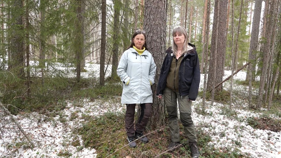 Naturskyddsföreningen Piteås ordförande Maud Söderholm Häll och ledamoten Anja Wixner är kritiska till att man ska bereda plats för ett nytt handelsområde genom att avverka stadsnära skog. "Vi vill att man tar hänsyn", menar de.