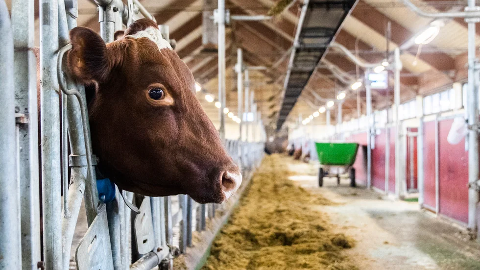 "Vårt mål är att avskaffa de omfattande subventionerna till EU:s mejeri-, ägg- och köttindustrier", skriver Jonas Norberg, Klimatalliansen.