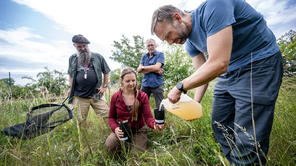 MALMÖ 2023-06-19 
Jakt på ägg från invasiva myggarter,  i Malmö förra sommaren. Forskarna Disa Eklöf och Tobias Lilja laddar en äggfälla under överinseende av  Anders Lindström från SVA och Mats Wirén, Malmö stad. "Vi har ingen aktiv övervakning i år men tar del av folks upptäckter härifrån Uppsala", berättar Tobias Lilja.