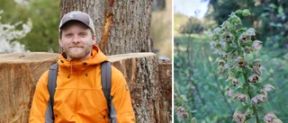 Häftiga fyndet: Sällsynta orkidén växer – mitt i Mjärdevi