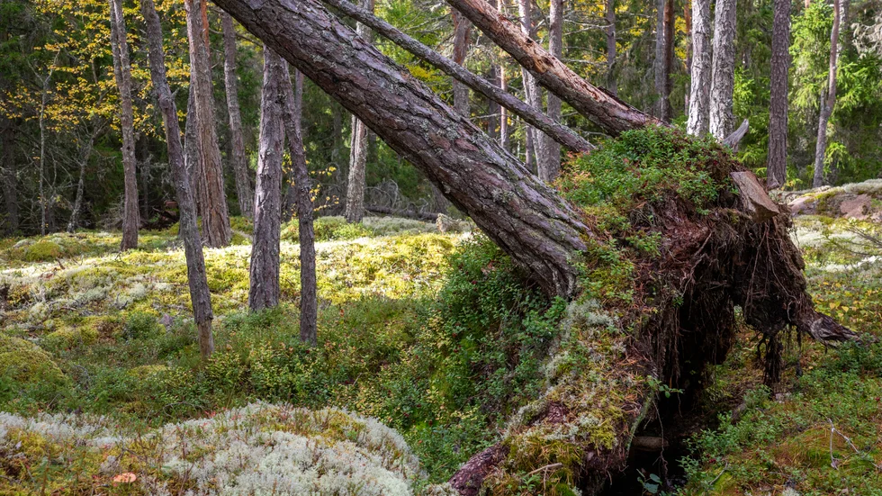 "Principen för rewilding är att låta naturliga processer forma och utveckla landskapet genom att ge mer plats åt naturen och de vilda djuren och återintroduktion av arter som försvunnit på grund av människans påverkan".