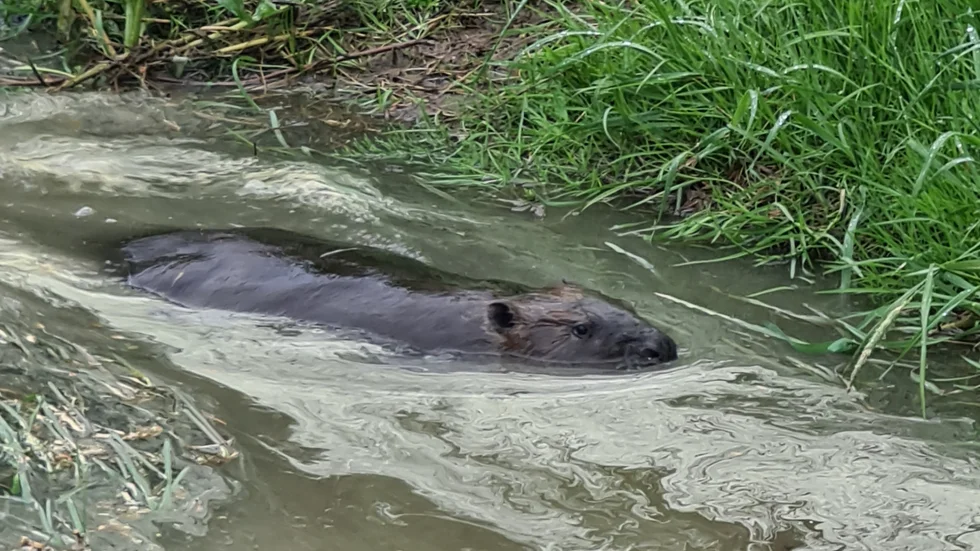 Nu orsakar bävern problem i ytterligare områden i Motala kommun, norr om Motala. Länsstyrelsen beviljar därmed tillstånd till skyddsjakt. (Genrebild).
