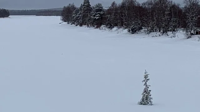 Granen i Anttis är utplacerad.