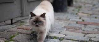 Udda polisanmälan: "Någon har stulit min katt"