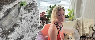 Hunden Hörru skadades svårt av hemmagjord bomb