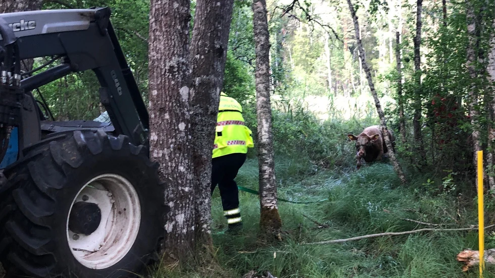 Kon dras upp ur gölen norr om Rumskulla. 