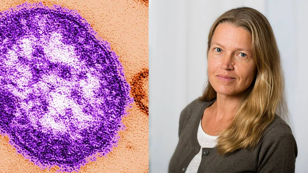 Tiia Lepp, epidemiolog vid Folkhälsomyndigheten. Till vänster: Viruset som orsakar mässling.
