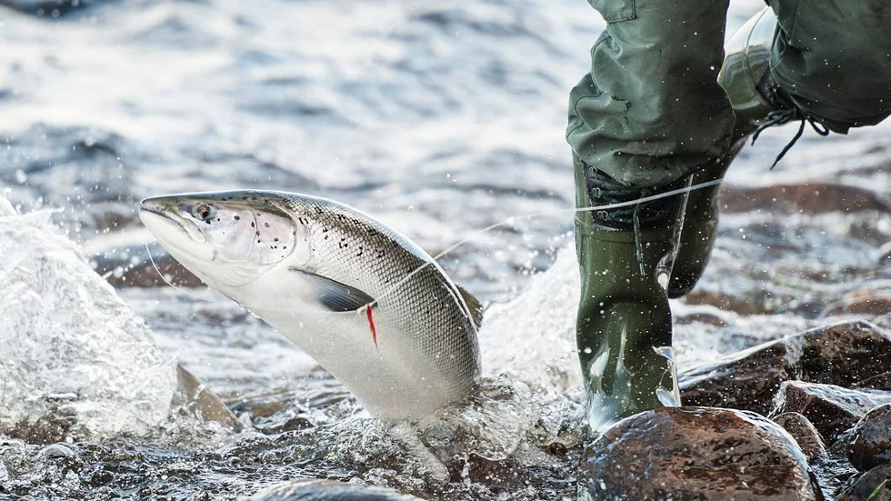 Nu ökar beståndet av kustharr. "Jag som brukar fiska i skärgården kan se det med blotta ögat", säger länsfiskekonsulent Dan Blomkvist.