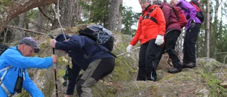 Säl dök upp på blåsipppevandring