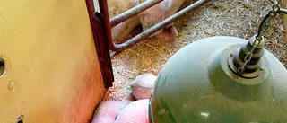 Längre resor ingen fara för grisen