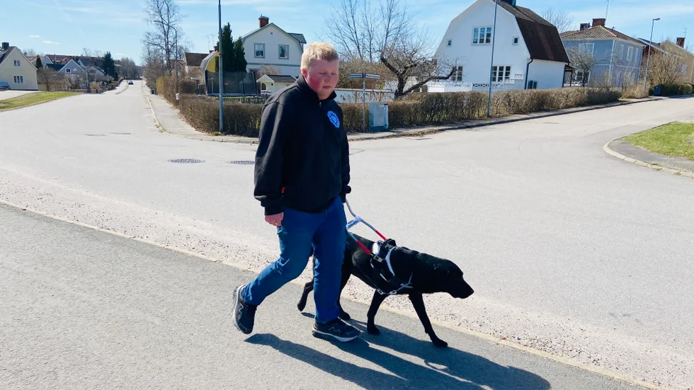 Hemma är hon sällskapshund, men när Oliwer Rönnelin sätter på henne koppel och sele förstår hon att hon ska jobba.