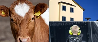 Hela listan: Här är alla nystartade bolag i Skellefteå kommun