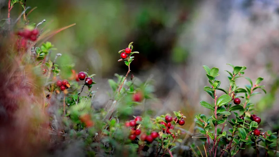 Röda guldet. Lingon är ett populärt bär som mognar i augusti och september. Tack vare dess höga innehåll av bensoesyra är hållbarheten hög för produkterna även vid lågt sockerinnehåll.