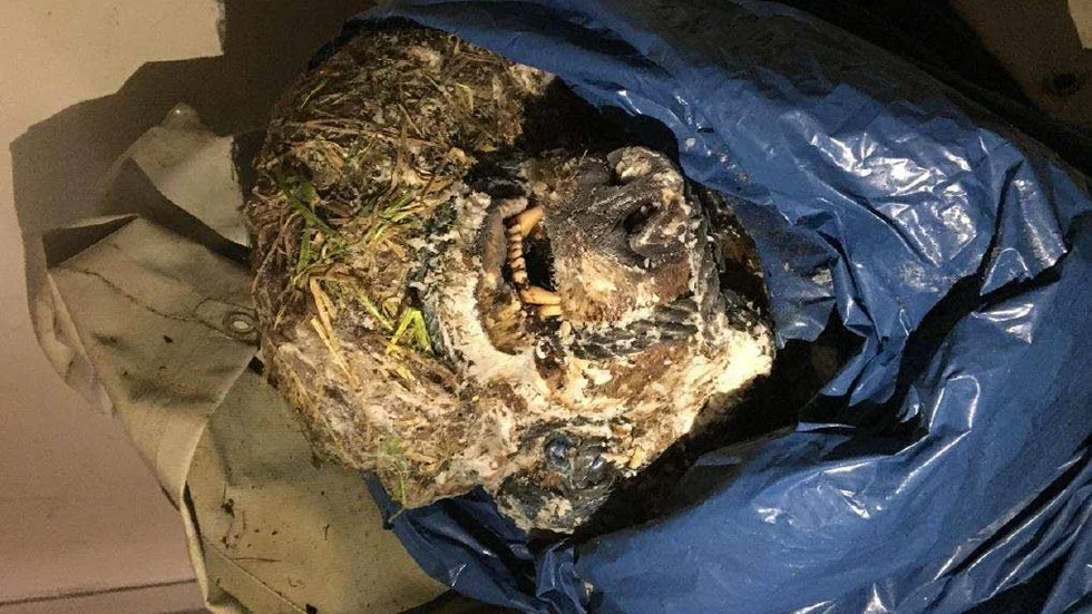 Fyndet i en frysbox hos en av de brottsmisstänkta mannen visade sig vara forskningsbjörnen Kanti.