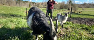 Östgötadagarna – chans att få gå med geten