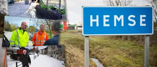 Efter infekterade lindstriden – nu har Hemse fått nya träd
