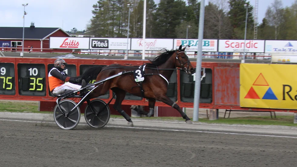 Olly Håleryd avslutade förra säsongen med V75-seger i Umeå, juldagen, trots galopp i första sväng. 5-åringen har varit bra i årets två starter och tillhör favoriterna i V75- 4 i jackpottomgången i Umeå, lördag.