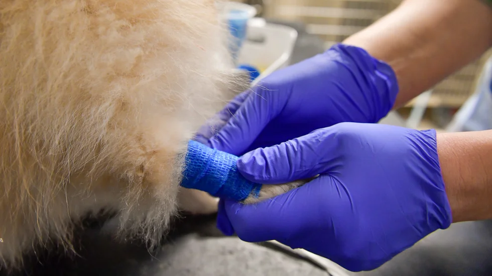 Enligt länsstyrelsen är det brist på veterinärer i Västerbotten. 