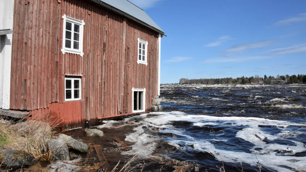 "Det är inte bara Torneälven, det är höga flöden även i andra älvar, men det är framför allt här vi ser de högsta flödena nu", säger vakthavande hydrolog Hugo Rudebeck.