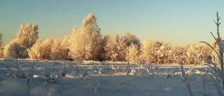 Sol mot frostiga träd