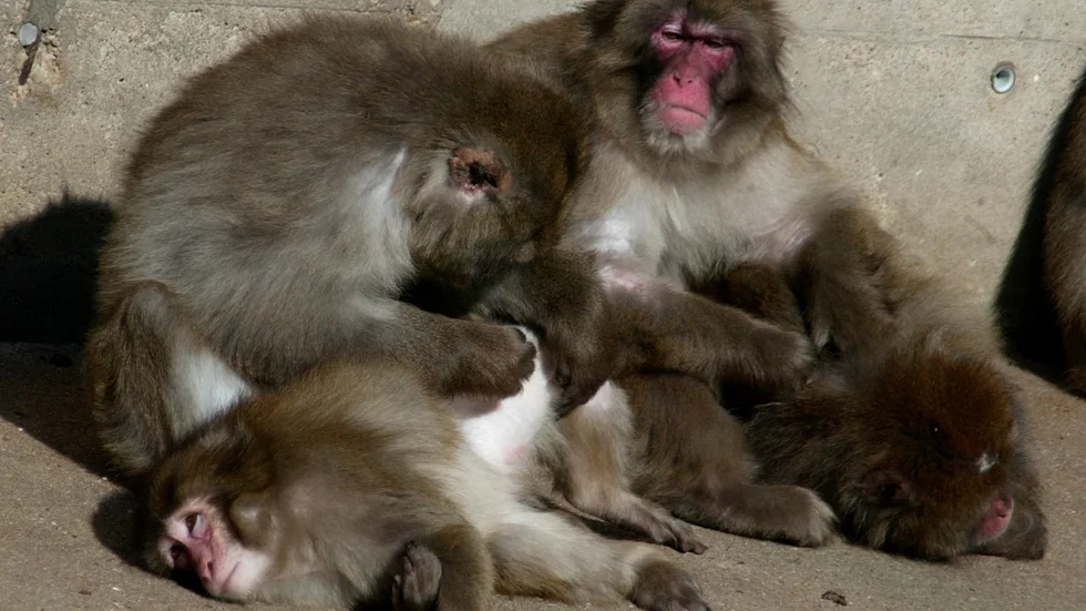 Japanska makaker på zoo i Berlin. Arkivbild.