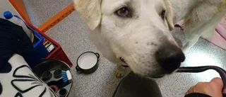 Bortsprungna hunden Titi äntligen infångad