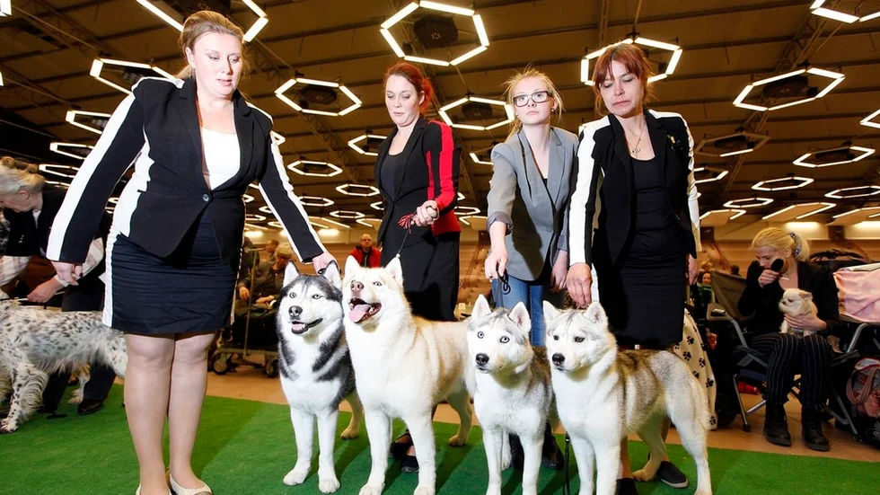 Fyra väluppfostrade siberian huskies på utställningen år 2015.