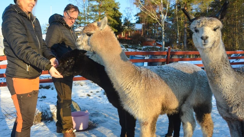 Carita Candestedt tillsammans med Peter Eriksson vid den sydamerikanska djurarten.
