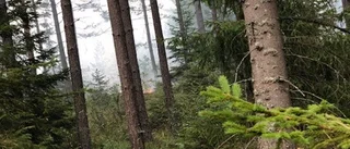 Brandflyg upptäckte flera skogsbränder utanför Gnesta
