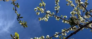 Tidningen livet igenom