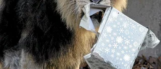 Skänk en tanke till alla stackars satar som inte får en robotdammsugare i julklapp!