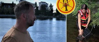 De leder kampen mot kräftpesten – flera insatser • Teorin – så nådde pesten Skellefteälven: ”Snävar in för att hitta källan”