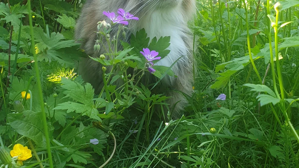 Katten Lussan njuter i det gröna.