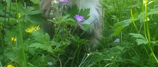 Läsarbilden: Kattsommar        