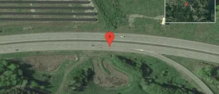 Älg på vägen på E20