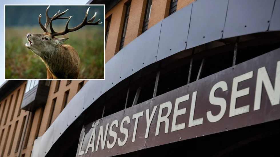 Fastighetsägaren ska meddela vilka djur som har skjutits, och vilken effekt det har gett, senast 14 dagar efter att tillståndet löper ut.