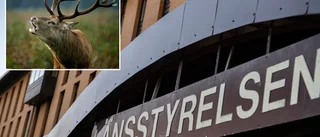 Kronhjortar skadar jordbruket – fastighetsägare får tillstånd till skyddsjakt 