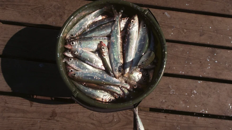 Hotad. Strömmingen riskerar att helt försvinna från Östersjön om inte mer görs för att skydda fisken.