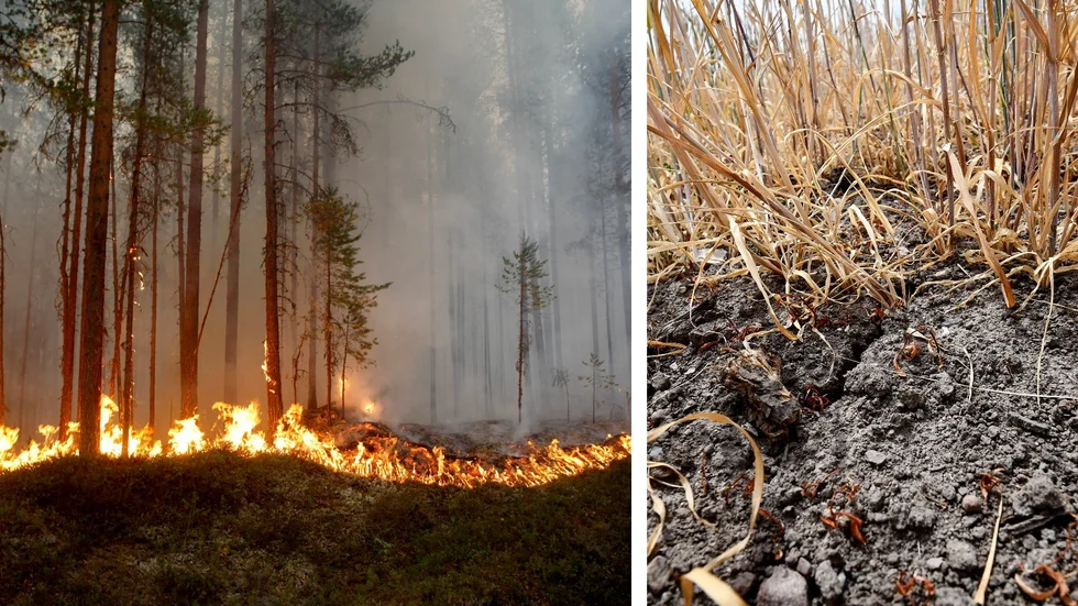 Den rekordvarma sommaren 2018 härjade skogsbränder på flera håll i landet. Torkan slog även hårt mot spannmålsproduktionen.
