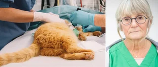 Låga priser på djursjukvård lockar turister till Gotland • Veterinären: ”Det finns en gräns för hur dyrt det får bli”