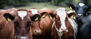 Torka och kyla riskerar ge dyrare kött och mjölk