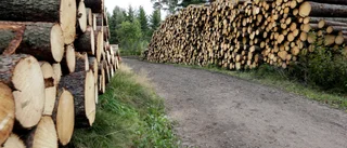 Debatt: Vem vågar investera i skogen om investeringen är värdelös i morgon