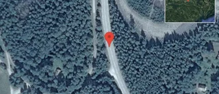 Älgar på vägen på väg 899