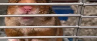 Bara en covidsmittad hamster i Hongkong