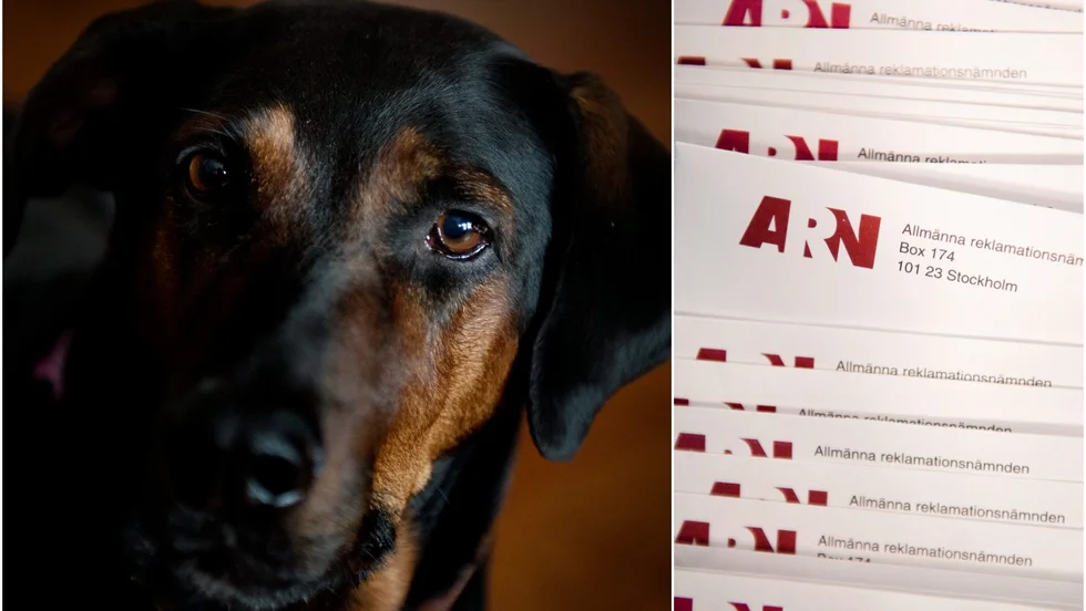 De två spanska hundar som kvinnan adopterade via en förening fick avlivas kort efter ankomsten. Nu ger ARN henne rätt. Hunden på bilden har inget samband med artikeln.