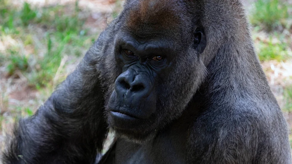 Låglandsgorillan Ozzie, här på en bild från 2018, har dött.
