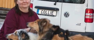 Hon kör med favorithunden på och i bilen – gillar personliga skyltar: "Har väntat på collie i några år"