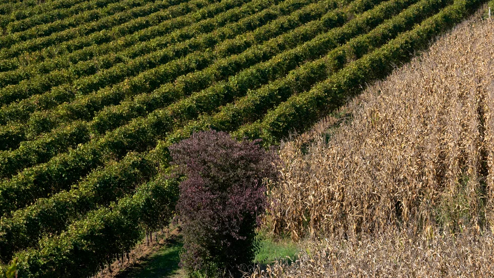 En vingård där det tillverkas prosecco i Colle Umberto i norra Italien. Bild från i höstas.