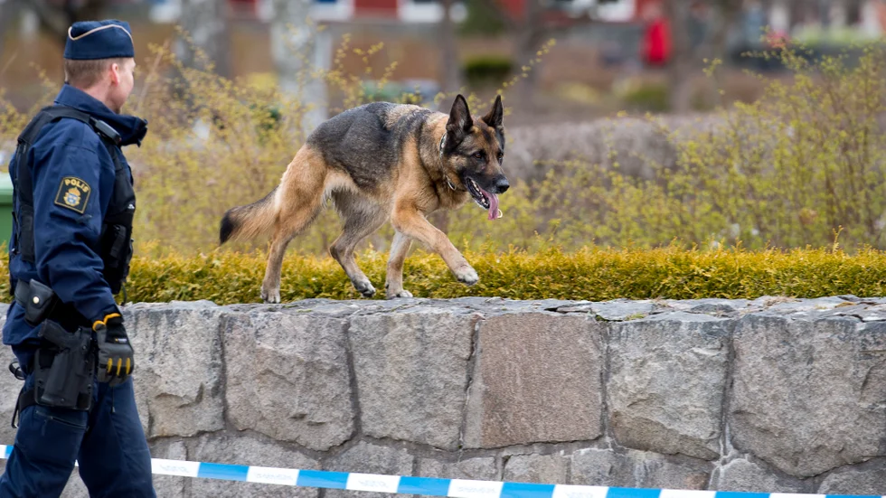 En polishund under utbildning åt ett par glasögon som nattmat. Hunden på bilden har inget med artikeln att göra. Arkivbild.