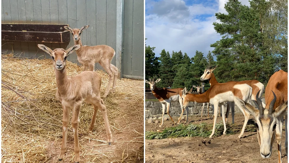 Damagasellkalvarna Tingeling och Arwen. Ett fint tillskott till damagasellflocken i Kolmårdens djurpark. Och de första kalvarna i sitt slag i Sverige.